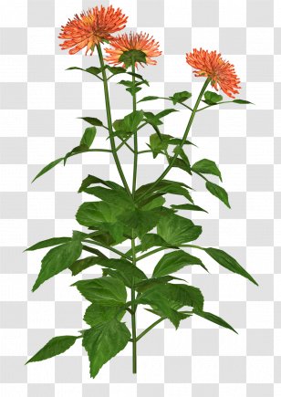 Visual Arts Clip Art - Dahlia Transparent PNG