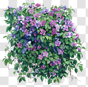 Clematis - Bunch Of Purple Blooming Flowers Transparent PNG