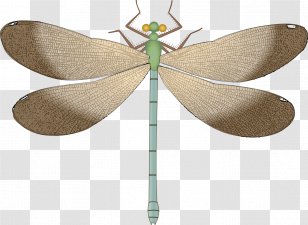 Dragonfly - Moths And Butterflies Transparent PNG