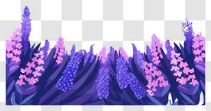 Lavender Field - Purple Flowers In Bloom Transparent PNG