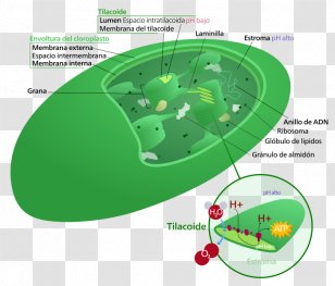 Chloroplast Thylakoid Granum Plant Cell - Dna Transparent PNG