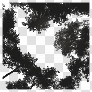 Forest Canopy - Tree Canopy View Transparent PNG