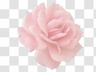 Garden Roses Centifolia Pink Paper Cut Flowers - Light - Rosa Transparent PNG