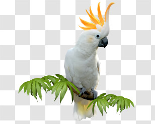 Bird - White Cockatoo With Orange Crest Transparent PNG