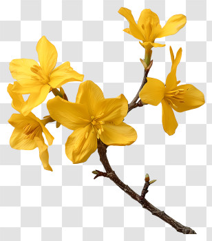 Forsythia Flower - Yellow Blossoming Flowers On Branch Transparent PNG