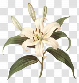 White Lily - White Lily Flower With Green Leaves Transparent PNG