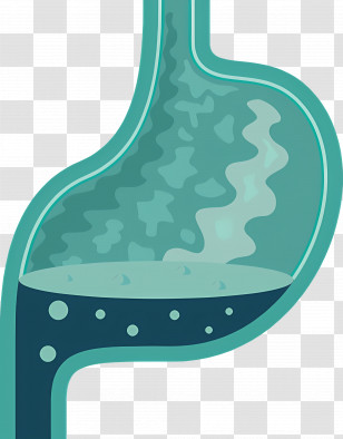 Stomach Graphic Illustration - Stomach Anatomy Graphic Illustration Transparent PNG