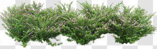 Shrub Landscape Image Resolution Plant - Rendering Transparent PNG
