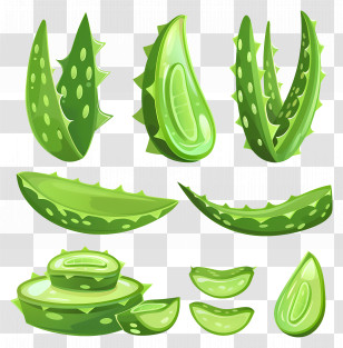 Aloe Vera Plants - Aloe Vera Pieces Transparent PNG