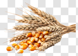 Dried Corn Kernels - Golden Wheat And Corn Kernels Transparent PNG