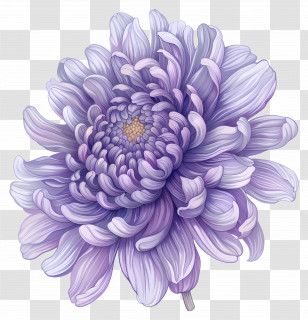 Purple Chrysanthemum - Purple Chrysanthemum Flower Transparent PNG