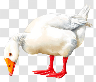 Cute Goose Pecking Ground - White Goose With Orange Beak Transparent PNG