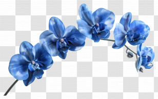 Orchid Flower - Beautiful Blue Orchids Illustration Transparent PNG