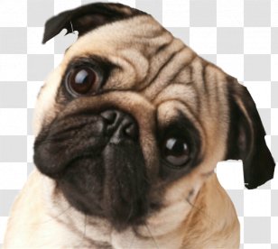Pug Puppy Dog Breed Companion German Pinscher - Nose Transparent PNG