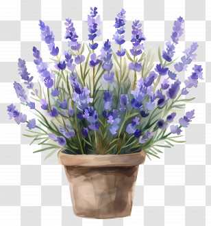 Lavender Flowers - Lavender Plant In A Pot Illustration Transparent PNG