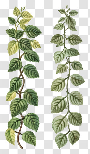 Plants - Green Vines With Leaves Illustration Transparent PNG
