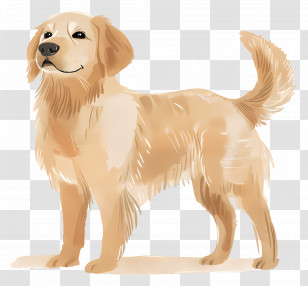 Dog Golden Retriever - Golden Retriever Dog Illustration Transparent PNG
