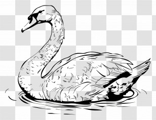Swan Outline - Elegant Swan Line Art Illustration Transparent PNG