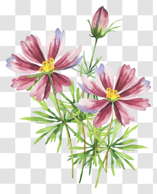 Pink Flowers - Pink Cosmos Flowers Watercolor Illustration Transparent PNG