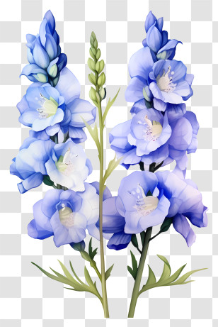 Flat Delphinium Flower - Beautiful Blue Delphinium Flowers Transparent PNG
