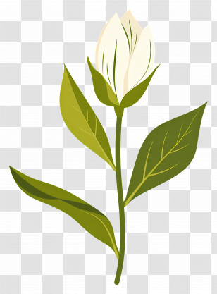 Single Flower - Simple White Flower With Green Leaves Transparent PNG