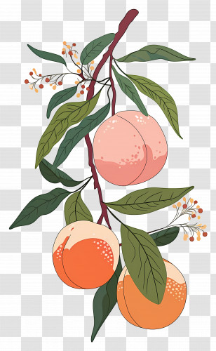 Peach Branch - Illustration Of A Peach Branch With Fruits Transparent PNG