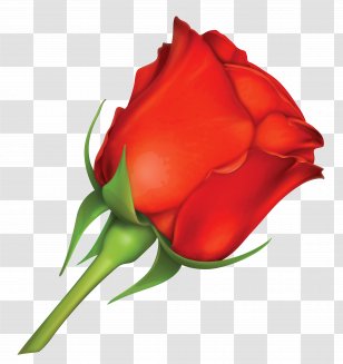 Rose Red Pink Clip Art - Large Image Transparent PNG