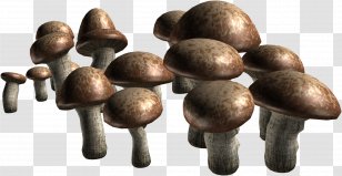 Edible Mushroom Fungus Agaricus Information - Parsley - Mantar Sepet Transparent PNG
