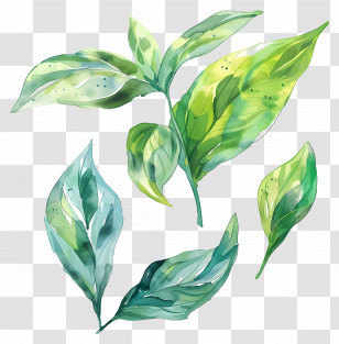 Watercolor Foliage - Green Watercolor Leaves Illustration Transparent PNG