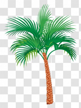 Arecaceae - Plant Stem - Palm Tree Transparent PNG