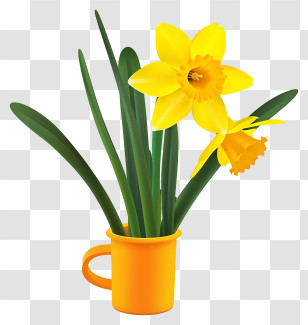 Daffodil Simplistic Vector Art - Yellow Daffodils In A Cup Transparent PNG