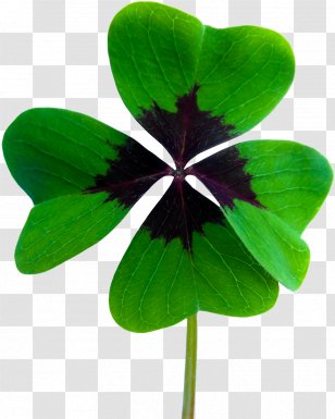 Shamrock - Symbol - Violet Woodsorrel Transparent PNG