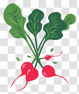 Radishes - Fresh Radish Illustration With Green Leaves Transparent PNG