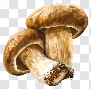 Porcini Mushroom - Detailed Illustration Of Brown Mushrooms Transparent PNG