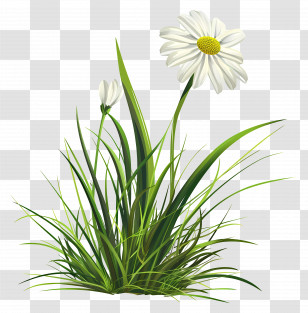 Grass Flower - Daisy Flower With Fresh Green Grass Transparent PNG