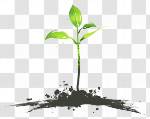 Growth - Young Green Sprouting Plant Illustration Transparent PNG