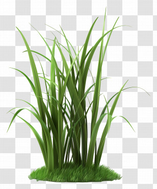 Grass Plant - Lush Green Grass Transparent PNG
