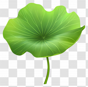 Lotus Leaf - Botanical Illustration Of A Green Lotus Leaf Transparent PNG