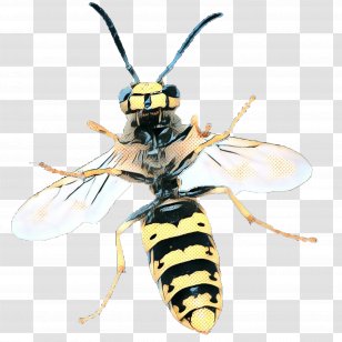 Cartoon Bee - Blister Beetles - Beetle Carpenter Transparent PNG
