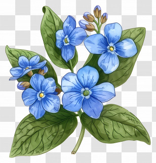 Forget Me Not Flower - Botanical Illustration Of Blue Flowers And Leaves Transparent PNG