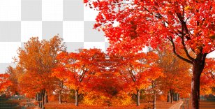Maple Leaf Shulin District Autumn Tree - Color Transparent PNG
