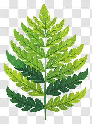 Green Fern Leaf - Green Fern Leaf Illustration Transparent PNG