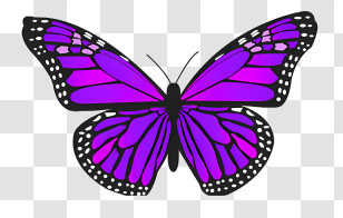 Mariposas - Purple Butterfly With Intricate Wing Patterns Transparent PNG