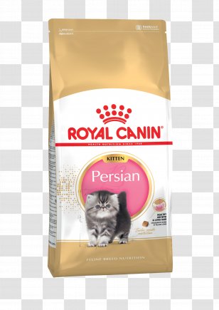 Kitten persian royal canin best sale