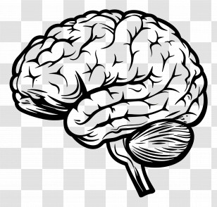 Brain Outline - Black And White Brain Illustration For Science Concepts Transparent PNG