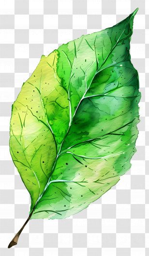 Watercolour Green Leaf - Green Watercolor Leaf Illustration Transparent PNG