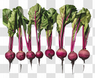 Beetroot - Fresh Crimson Beetroots With Green Leaves Transparent PNG