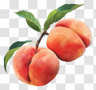 Peaches - Watercolor Peaches With Green Leaves Transparent PNG