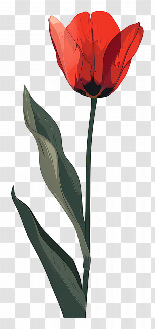 Tulip - Red Tulip Illustration With Leaves Transparent PNG