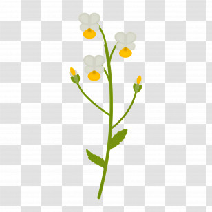 Wildflower - Flower Plant With Stems Transparent PNG